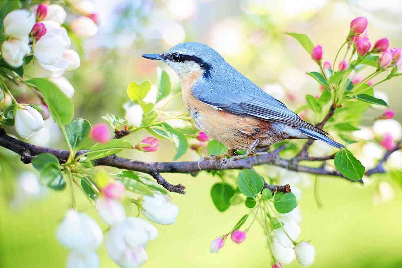 des oiseaux au printemps, oiseau, printemps