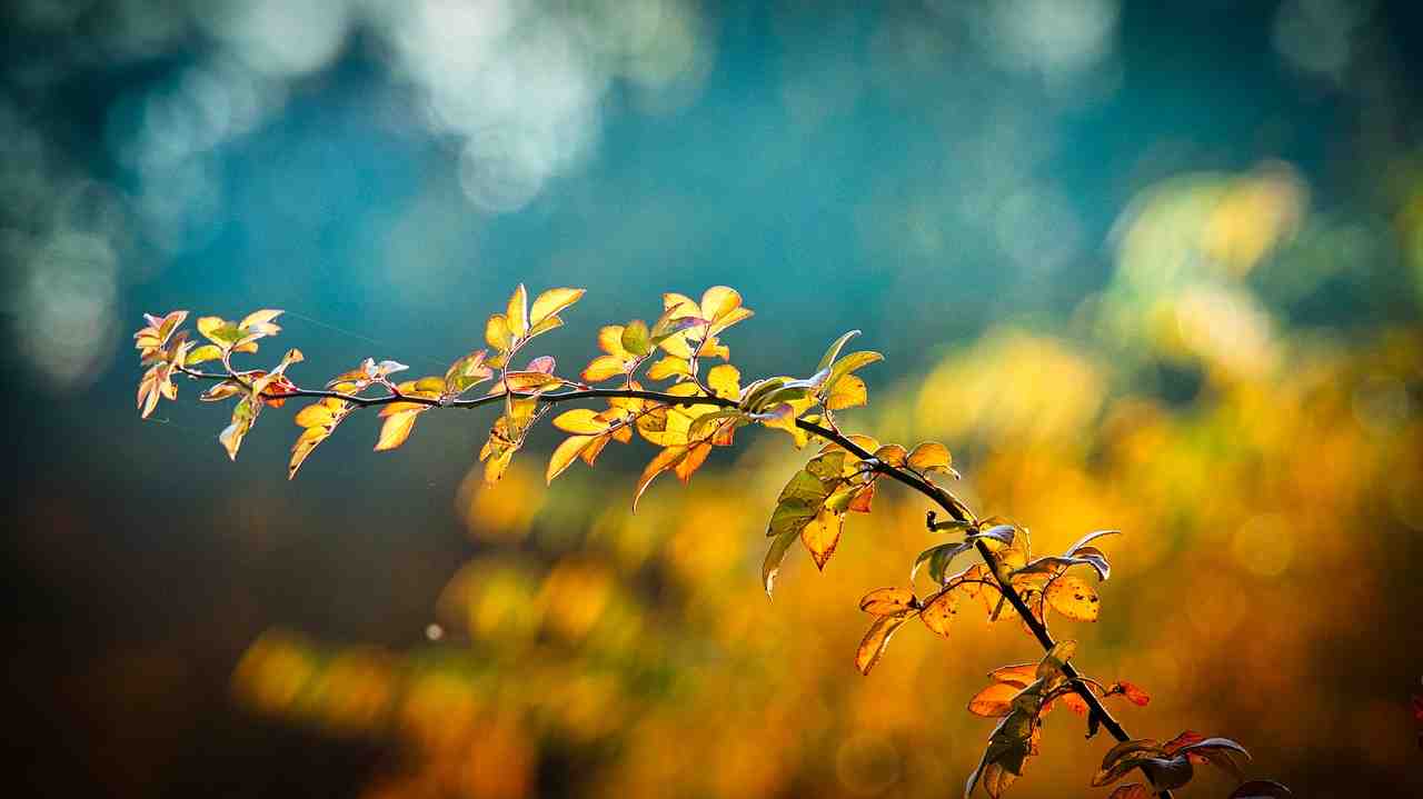automne, feuilles, direction générale de la